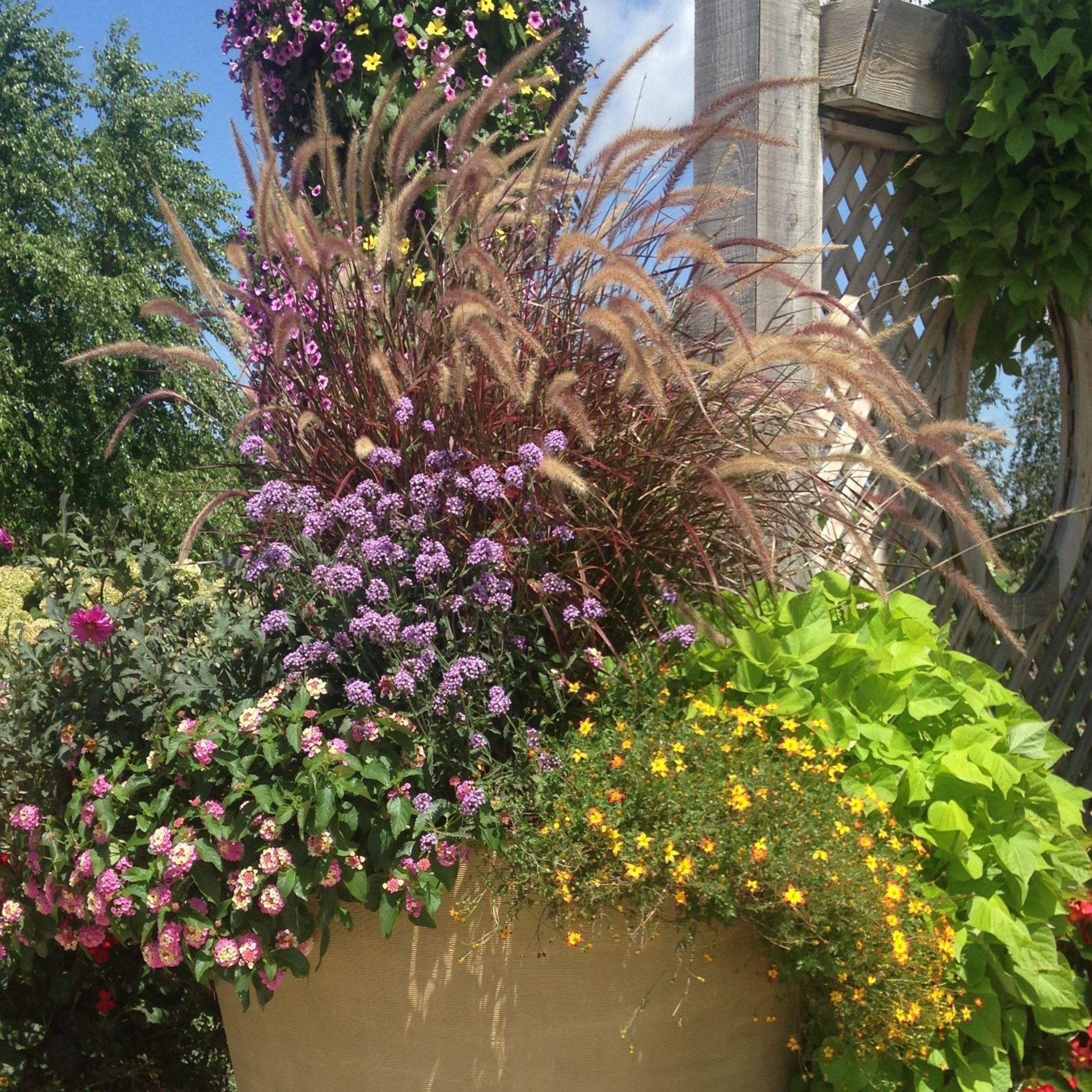 Summer container of annuals